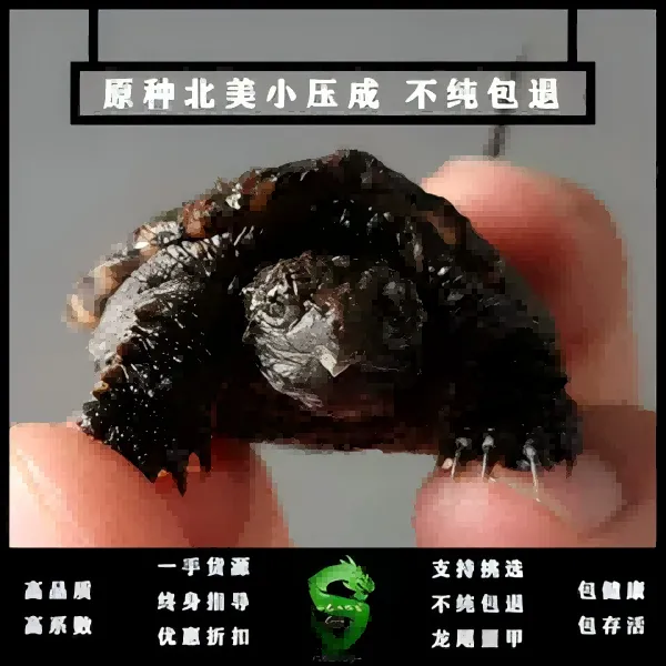 【体验款】原种北美e龟北美拟鳄鱼龟小压成活体宠物直播挑选