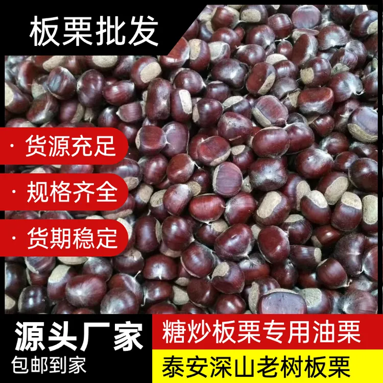 【泰安油栗批发】糖炒板栗专用泰安深山老树颗粒饱满全国发货