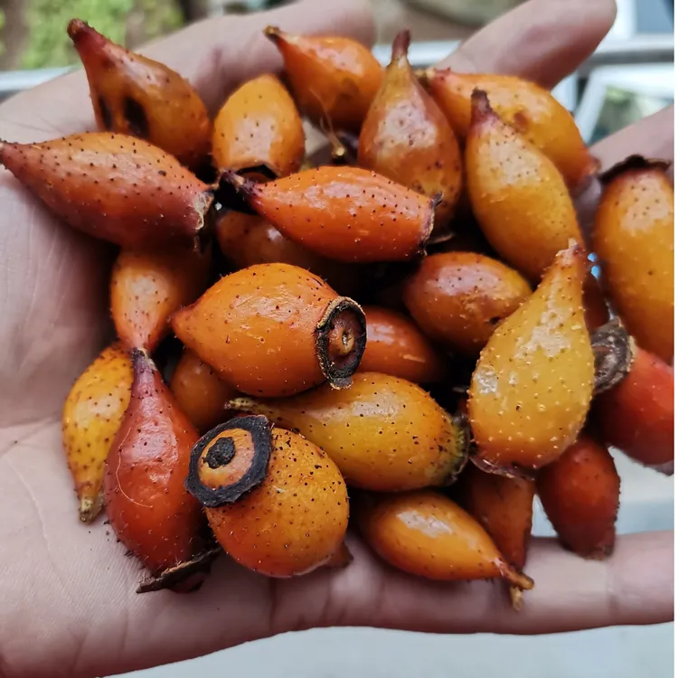 新鲜金樱子农家山区现摘刺梨果糖罐子男女人泡酒金英子挑选全红果