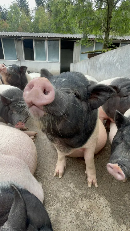 散养一年半以上巴马香猪猪头（整个）