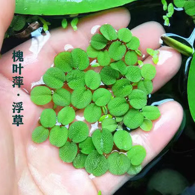 浮萍水草肚兜萍槐叶萍圆心萍净化水质 懒人浮性活体水草 鱼缸造景