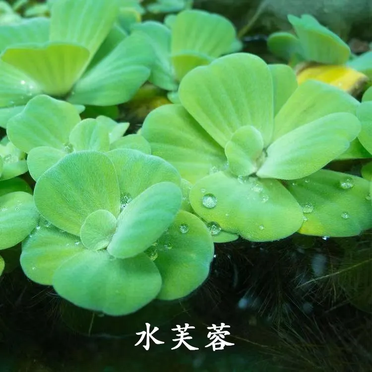 【水芙蓉】水培植物水草鱼缸池塘造景阳台净化水质养殖清理品质