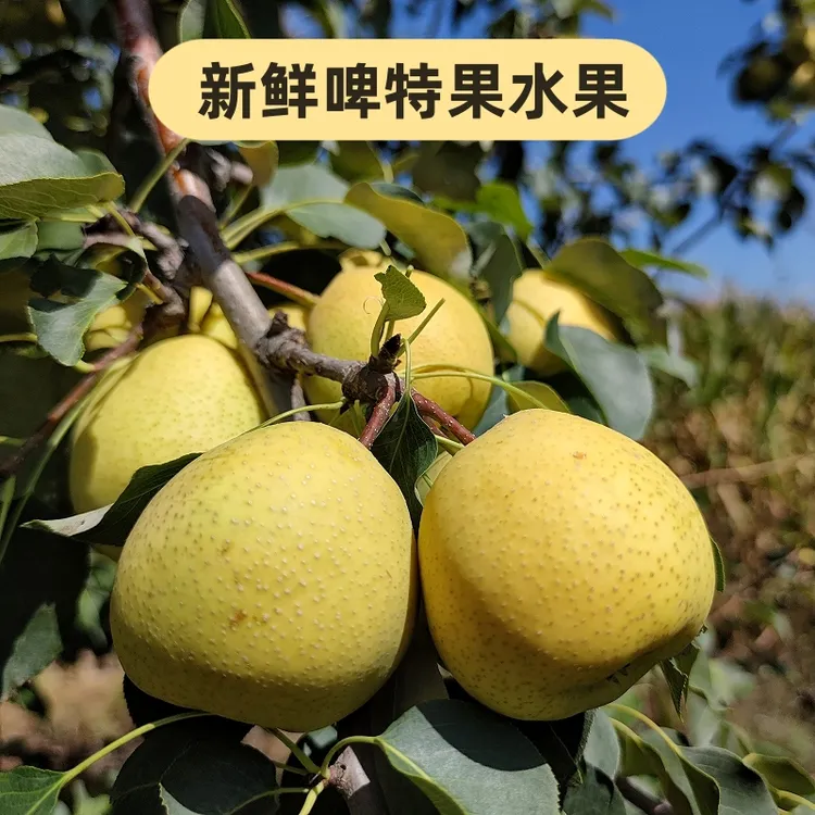 临夏啤特果水果新鲜现摘现发酸巴梨黑果子皮胎果啤特果汁原料5斤