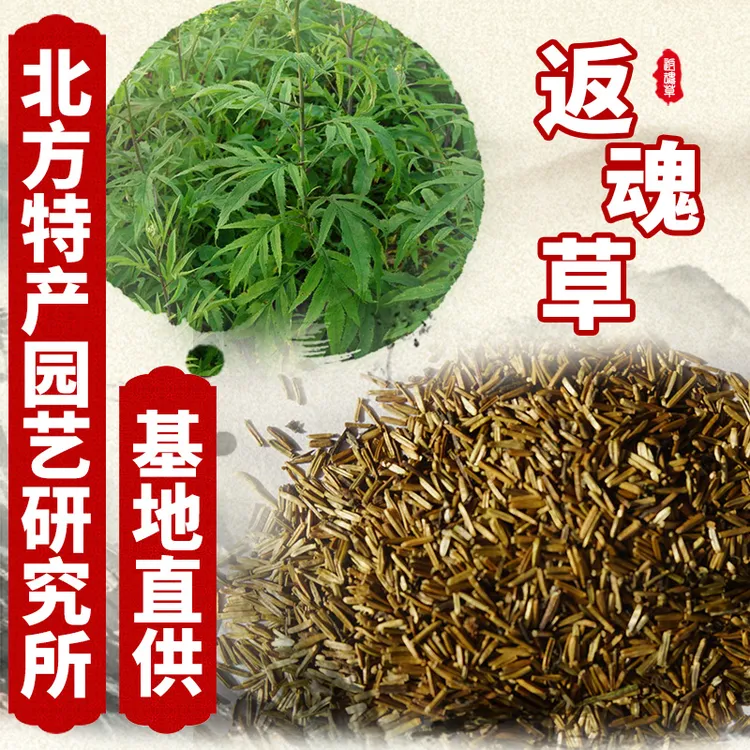 新品种返魂草北方特产园艺研究所高含量品种