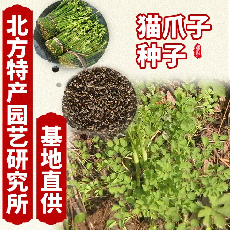 山野菜野菜籽猫爪子种子荠菜北方特产园艺研究所0.5斤起售
