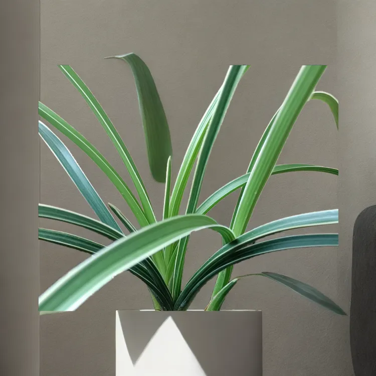 定型玫瑰铁丝铝丝通花杆鲜花喷色剂新品慧兰一物金弹子带果发货