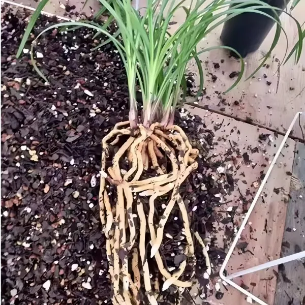 无品牌腐熟发酵兰花专用植料6合1防虫杀菌透气沥水金弹子带果发货