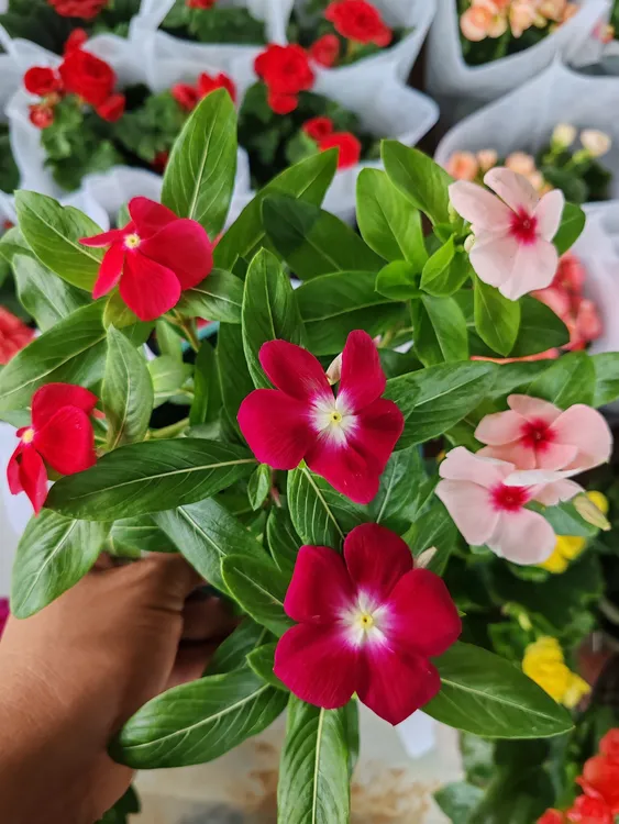 一盆三颗三色双色皮盆长春花室内四季开花好养易活带花苞发货