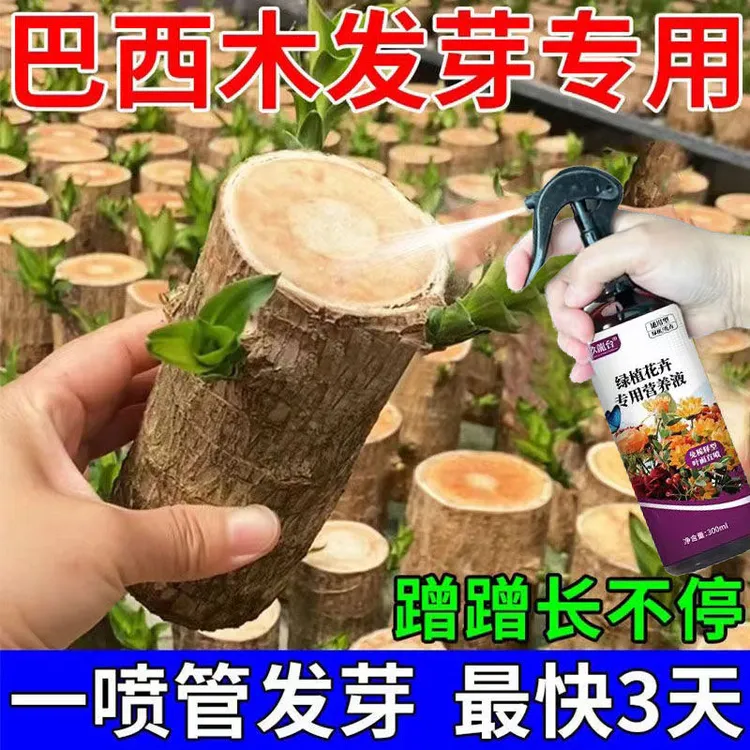 巴西木营养液专用生长液催芽促芽助开花叶子发黄去黄直喷液体肥料