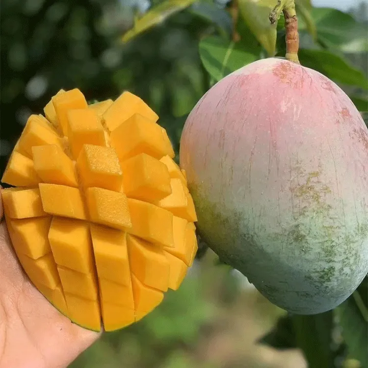 凯特芒果四川攀枝花大芒果青皮