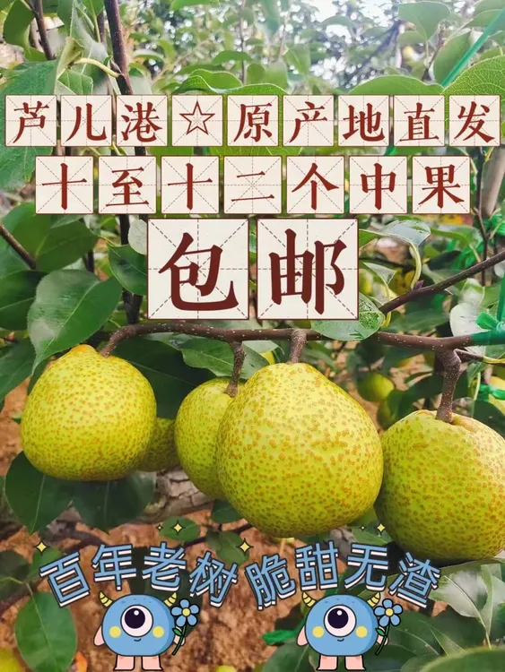 正宗莱阳慈梨芦儿港村 200 300年古梨树  新鲜特产 包邮 产地直发