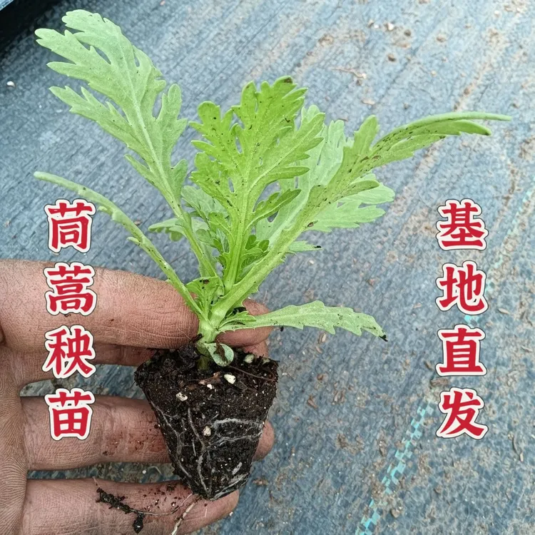 皇帝菜中叶茼蒿菜苗分叉多花叶茼蒿菜秧苗四季春菊菜蔬菜秧苗大全