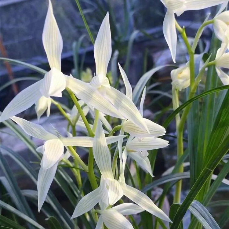 天鑫园兰花石鼓大雪素两苗花卉绿植