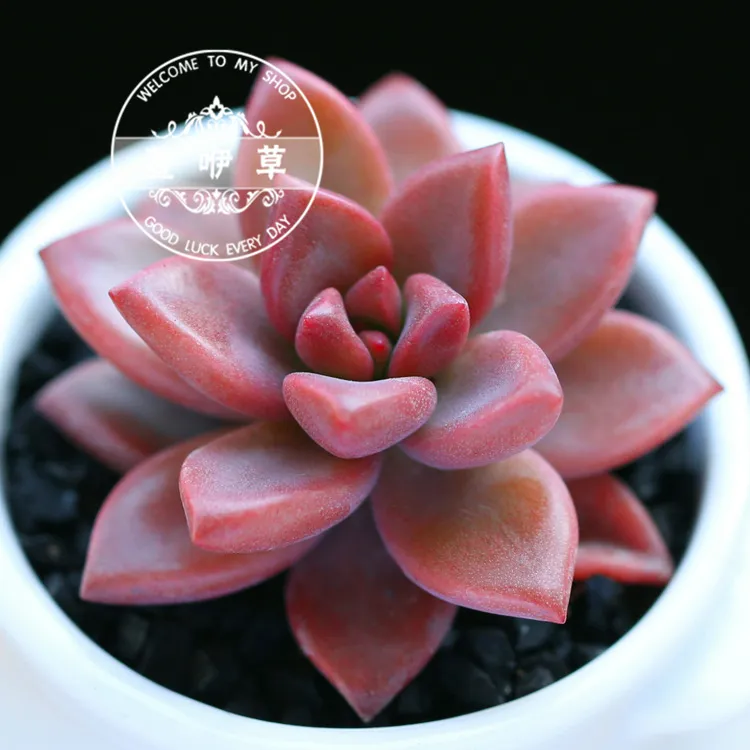 多肉植物姬胧月粉莲宝石花初霜果冻色状态好新手种植