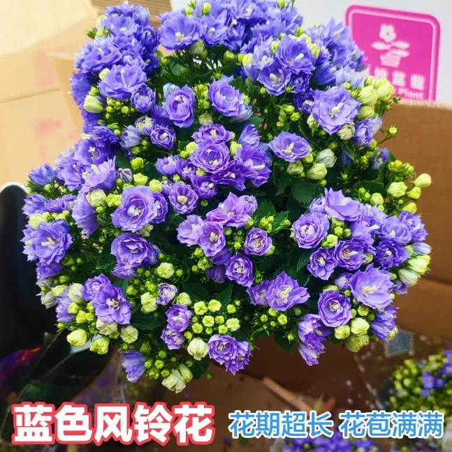 丹麦风铃花盆栽带花苞四季开花重瓣风铃花苗室内阳台观花绿植