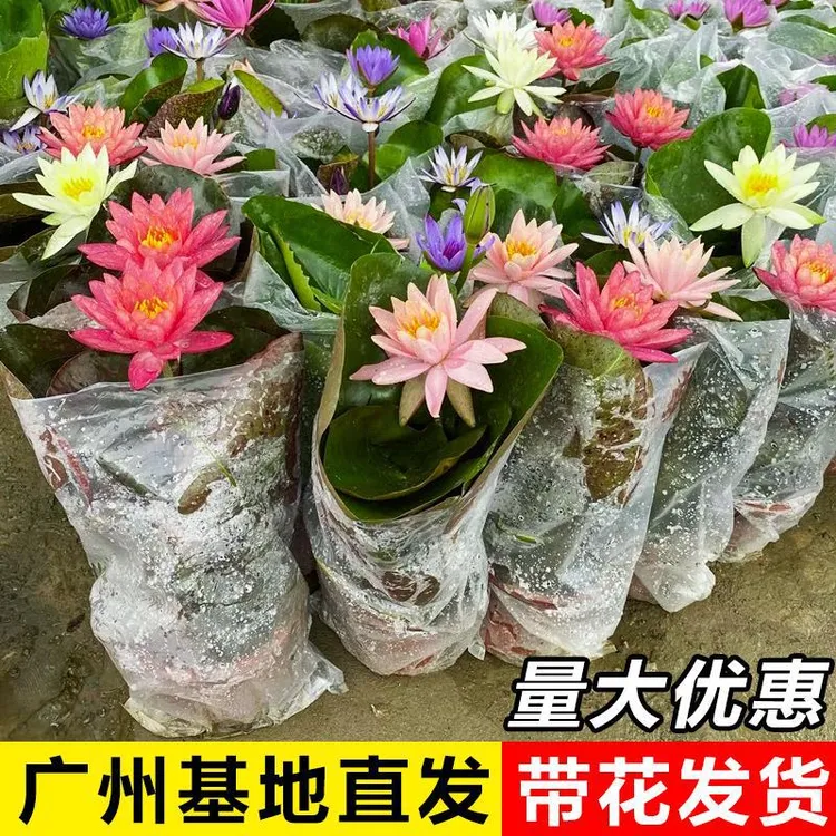 睡莲水培植物带花苞四季开花莲花池塘鱼缸水养荷花睡莲根快花卉