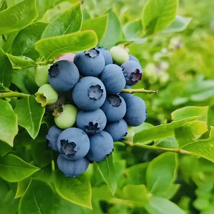 云南抚仙湖花香25号蓝莓 基地直发 脆甜多汁 顺丰空运 蓝莓鲜果