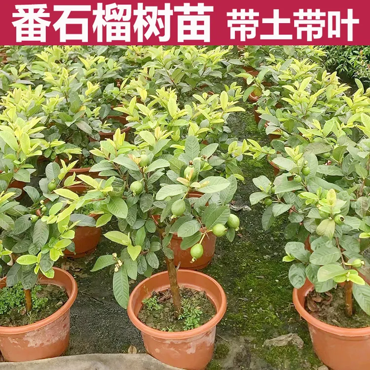珍珠番石榴树果苗红心白心芭乐苗四季结果嫁接苗水果树苗南方种植