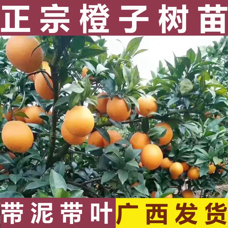 廉江红橙脐橙苗嫁接红江橙冰糖橙南方种植果树苗橙子树苗水果苗树