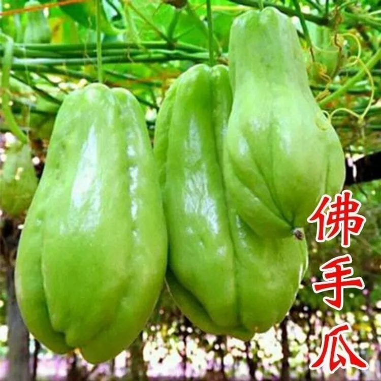 佛手瓜种子早熟佛手瓜蔬菜种子爬藤盆栽多年生千金瓜种子