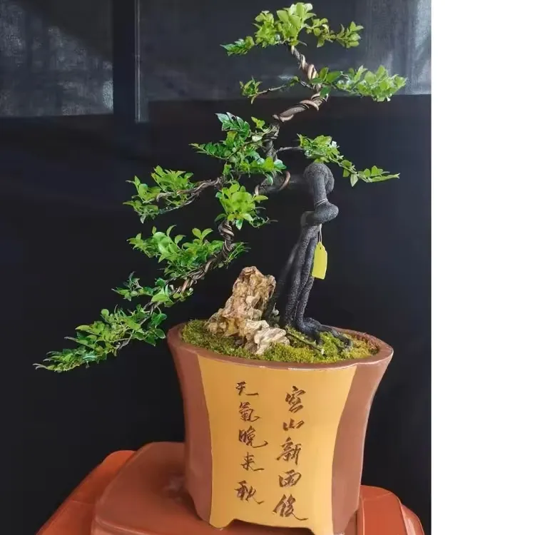 根艺桩小叶紫檀树桩盆景室内外净化空气四季常青盆栽黑檀木黑骨茶