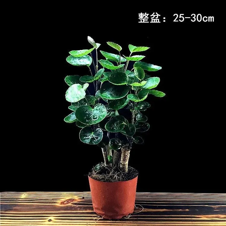 兜盆栽圆叶桐钱树金钱树吊兰绿植花卉办公室客厅办公室绿植