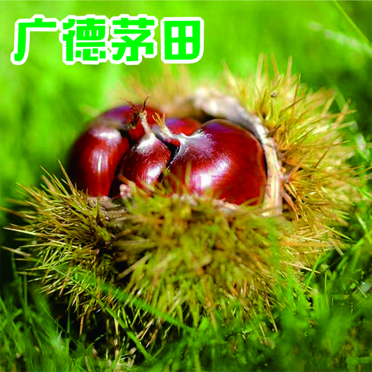 2025新货板栗安徽广德新鲜板栗特产大红袍板栗营养健康精选正宗