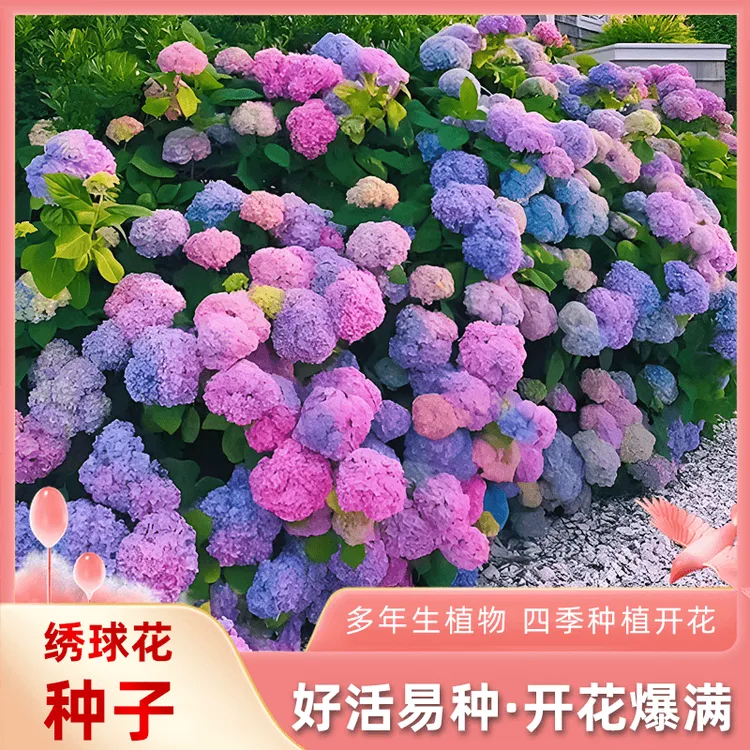 【混色梦幻绣球花】种子庭院阳台盆栽地栽易活四季开花室外花种子