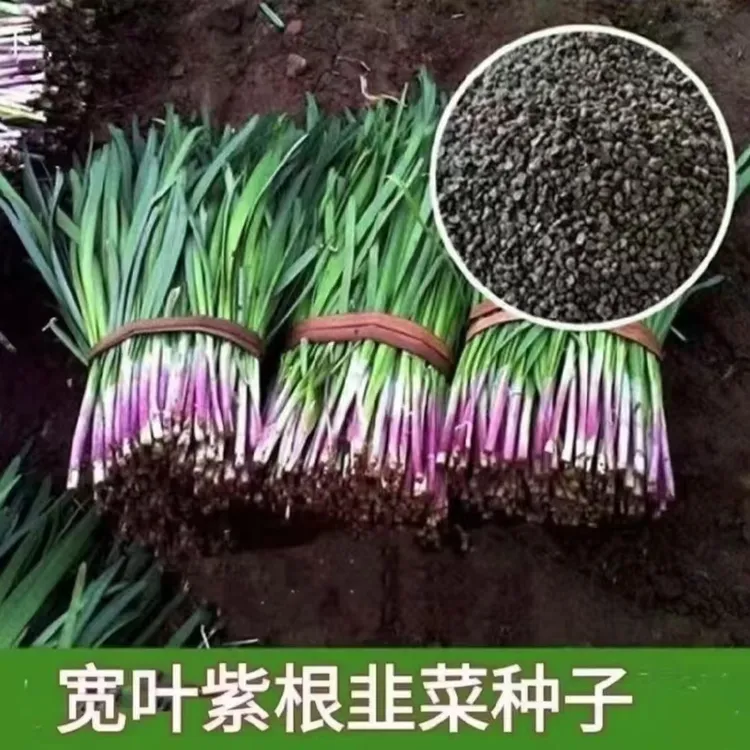 独根红韭菜种子四季不生虫蔬菜种子宽叶大叶盆栽菜籽紫根韭菜种籽
