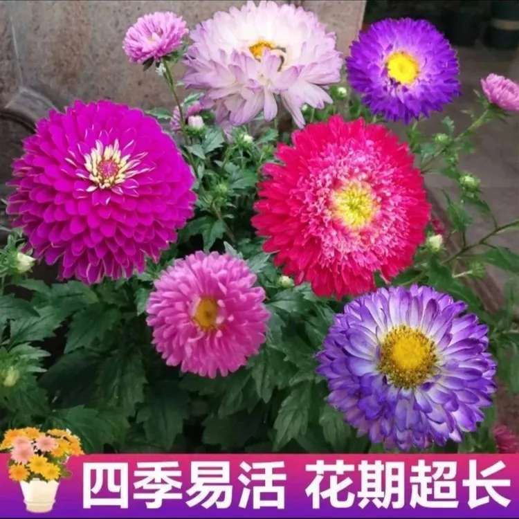 【混色翠菊糖果菊花卉种子】耐寒易种阳台庭院植物种子四季种植  