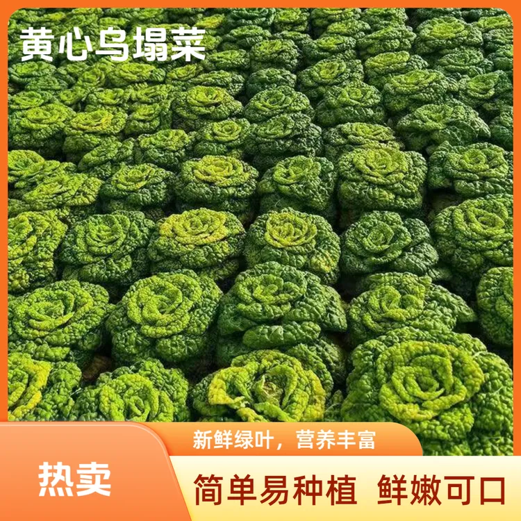黄心乌菜黄心菜种子新鲜乌塌菜四季白菜冬天青菜蔬菜孑黑菜秋冬季
