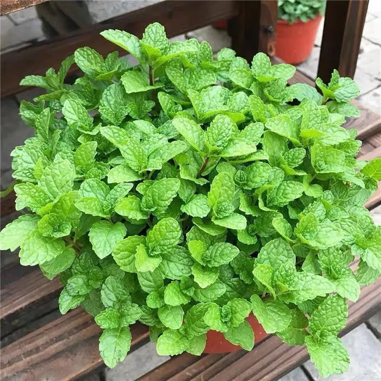 食用薄荷种子四季可播香草柠檬薄荷多年生阳台盆栽驱蚊种子播种