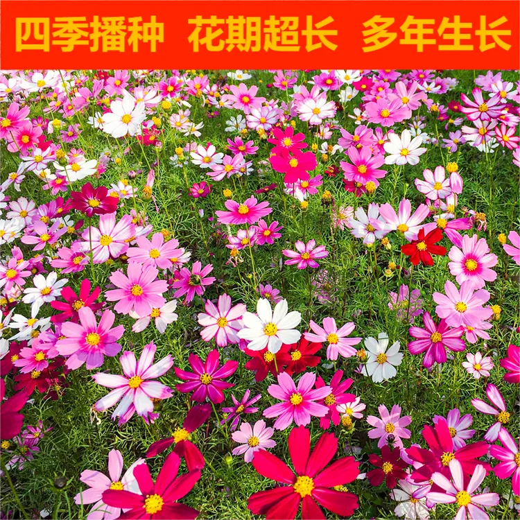 【花草集】波斯菊开花太阳花耐寒花籽庭院多年生花卉种子野花组合