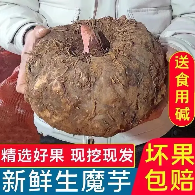 新鲜魔芋头魔芋果花魔芋制作手工魔芋豆腐原材料5斤产地直发