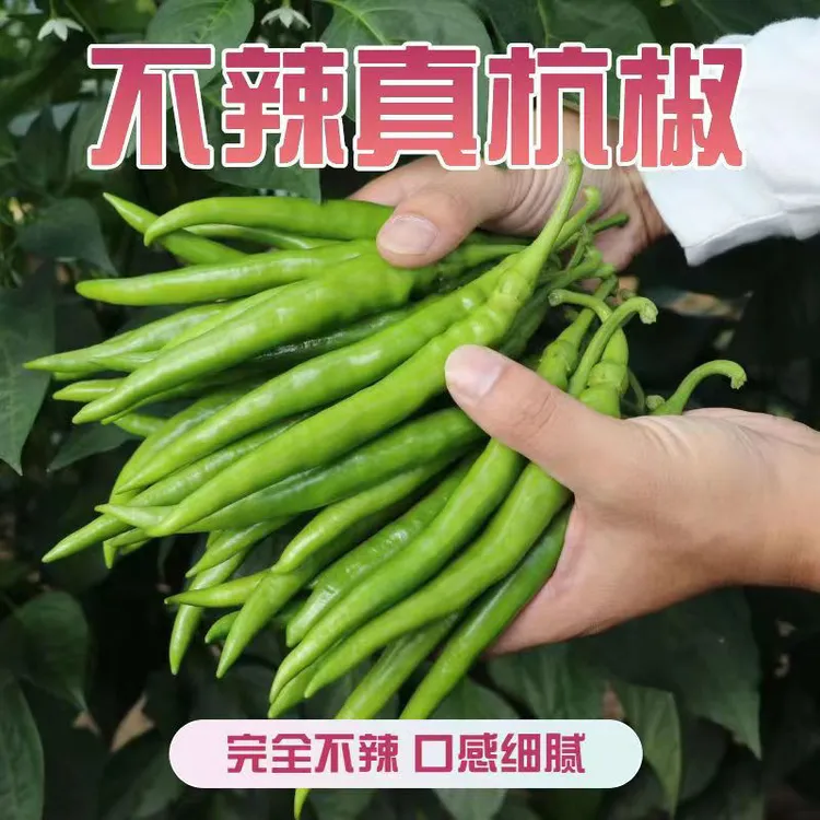 青辣椒不辣水果杭椒农家青椒薄皮不辣辣椒农家不辣的辣椒