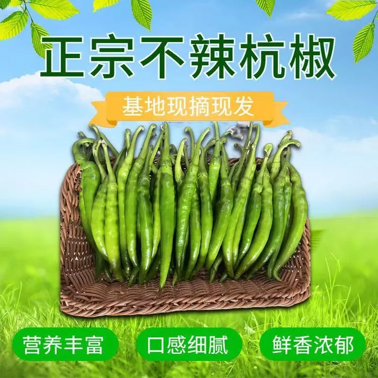 不辣的辣椒新鲜杭椒产地直发当季蔬菜小炒肉青椒非樟树港辣椒1斤