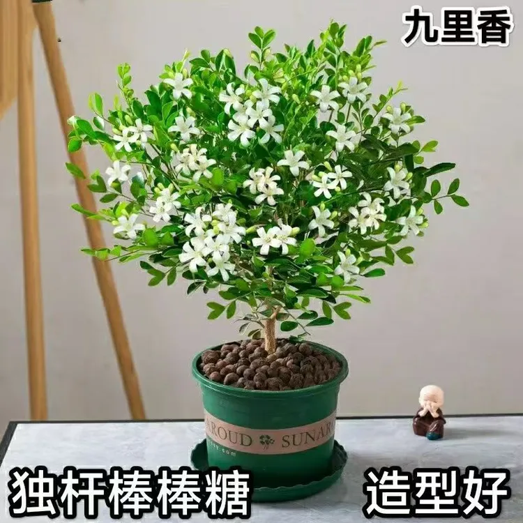 独杆九里香绿植四季开花盆栽阳台飘香庭院驱蚊花卉水培绿植
