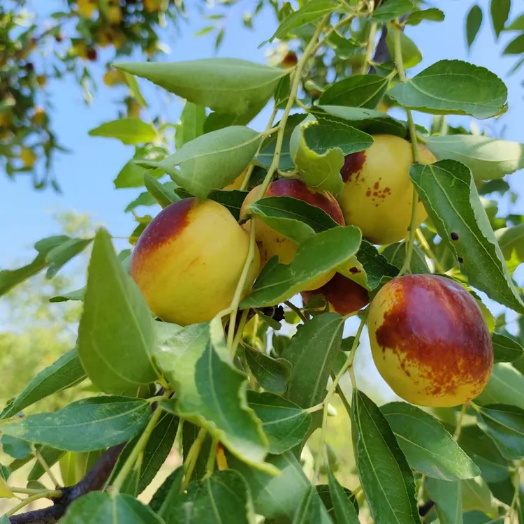 大荔鲜枣老品种笨枣（蒸煮超好吃）三蒸三晒枣子原料养生休闲小零食