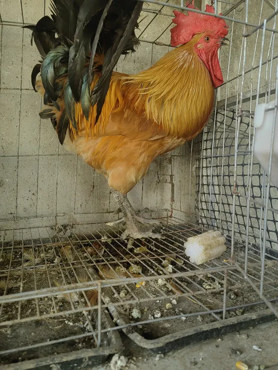 正宗土鸡农家散养三年老公鸡柴公鸡月子鸡大公鸡现场宰杀假一赔十
