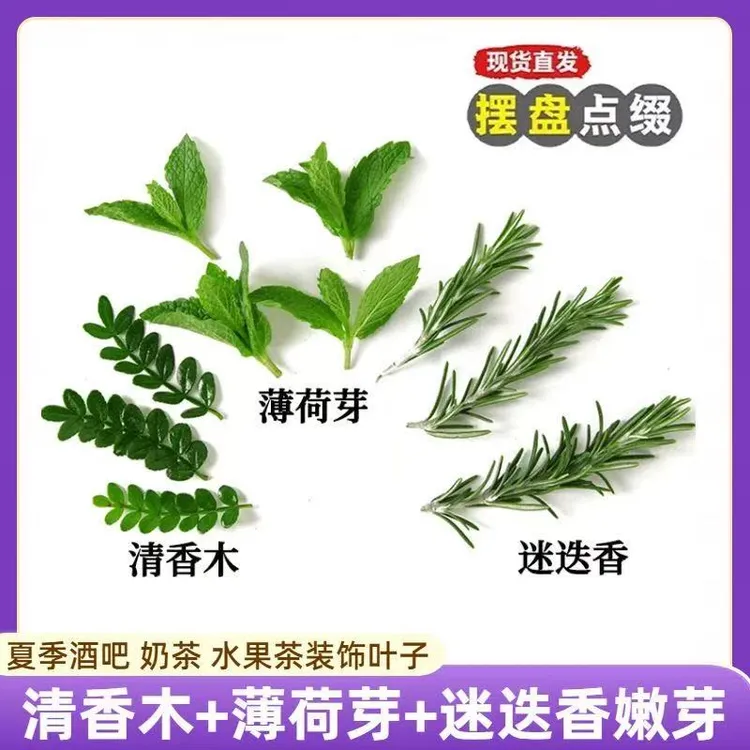 新鲜食用薄荷芽饮品点缀蛋糕烘焙装饰清香木叶子迷迭香叶片摆件