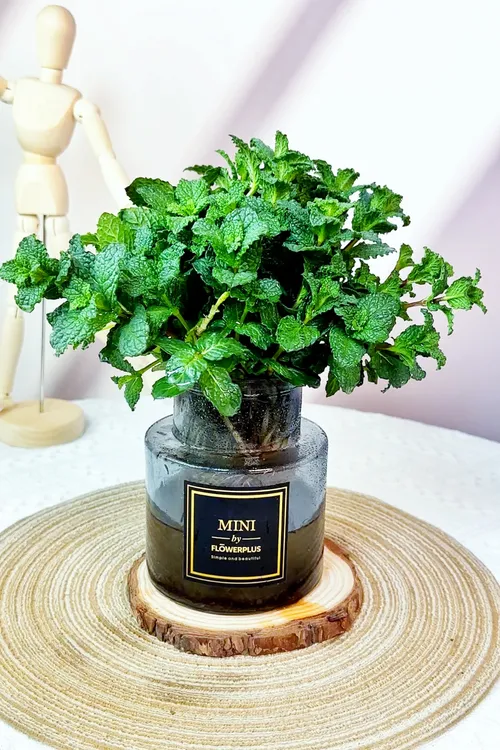 食用薄荷盆栽驱蚊草留兰香薄荷驱蚊阳台植物好养绿植室内四季常青