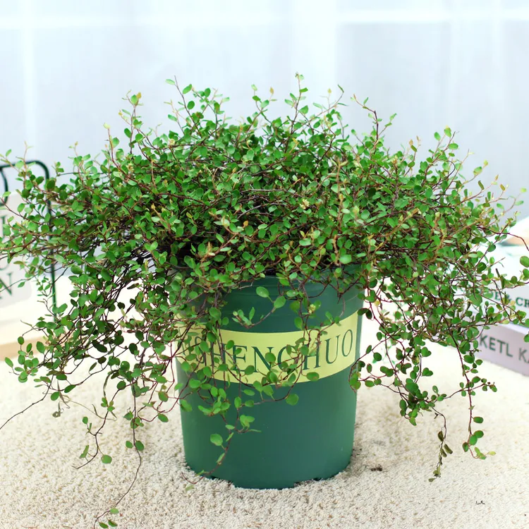 千叶吊兰室内植物垂吊阳台绿植花苗四季常绿好养蛋糕甜品点缀叶片