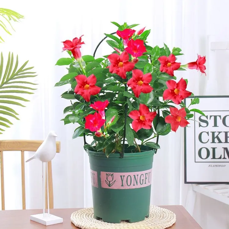 基地飘香藤开花机器四季花卉观花攀爬类植物庭院带花双喜藤飘香藤