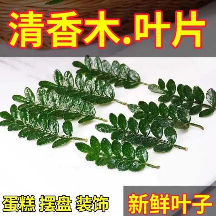 清香木蛋糕装饰叶子新鲜西餐烘焙植物装饰摆盘点缀甜品胡椒木盆栽