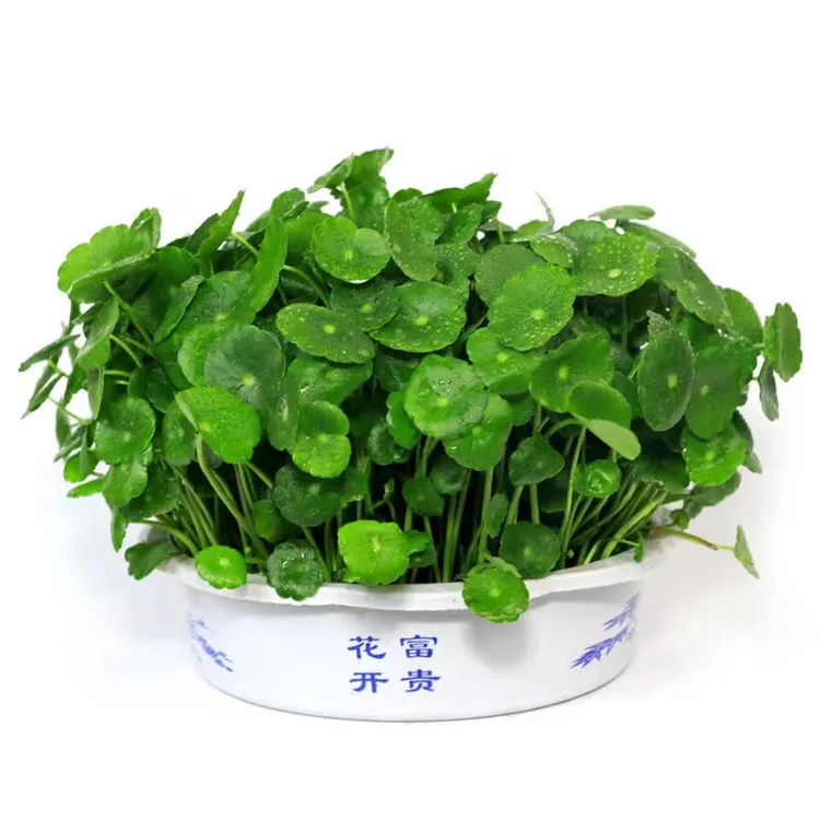铜钱草金钱草花室外水培土培养绿植大叶子盆栽花卉植物
