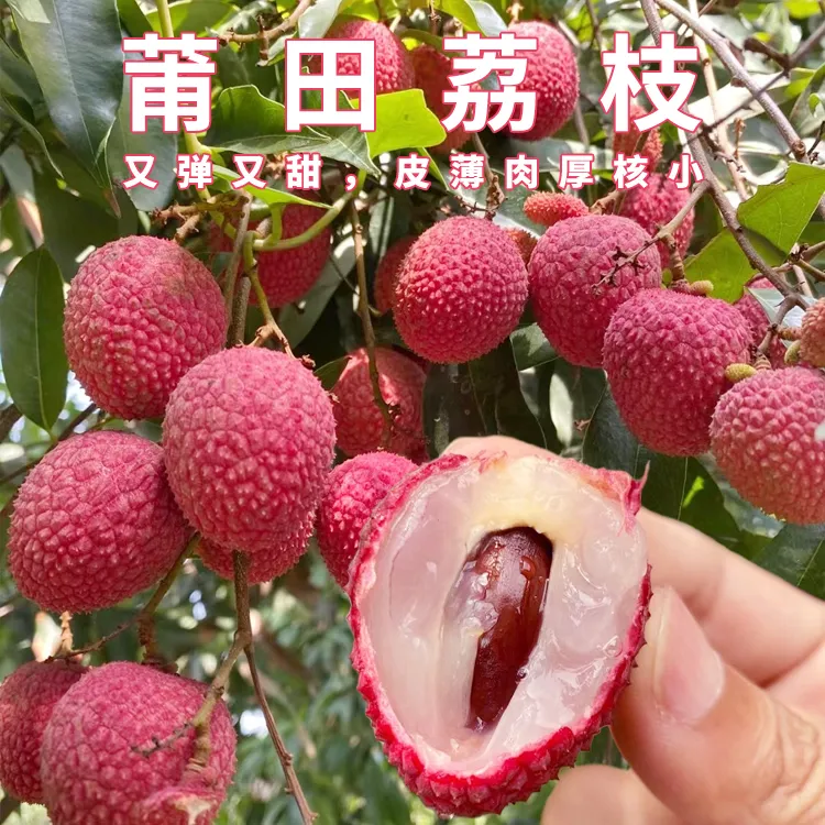 省内福建莆田红小新鲜现摘9斤超甜荔枝状元红整箱包邮