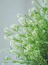 【绿灵草】夏日超长待机/如同翡翠般晶莹剔透/万能百塔配草