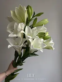 【母亲节鲜花婵之语】白色铁炮香水百合清新 可爱 芳香