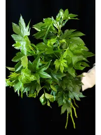 夏日清凉色绿枫叶小众叶材鲜切花