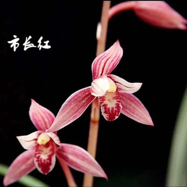 建兰八大红花老种市长红
